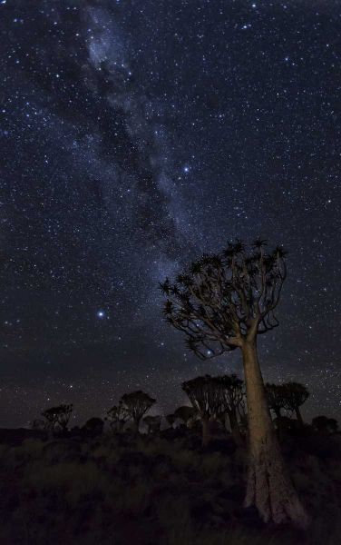 Namibia Milky Way and quiver trees at night